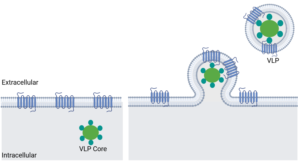 VLPs_BPS_Kactus_Fig1