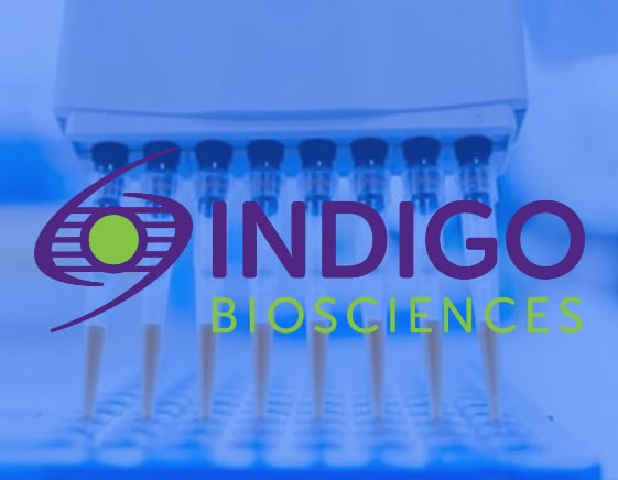 Licht an: Leuchtende Forschung mit INDIGOs Luciferase-Reporterassays