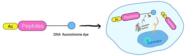 Elabscience_Apoptosis_Fig3