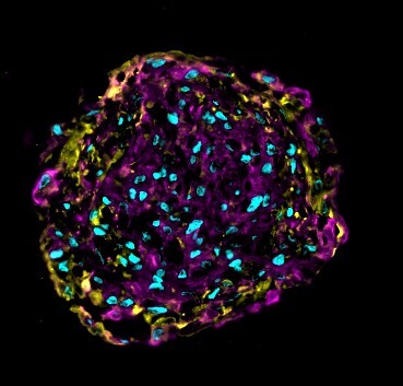 Organoids_Fig1