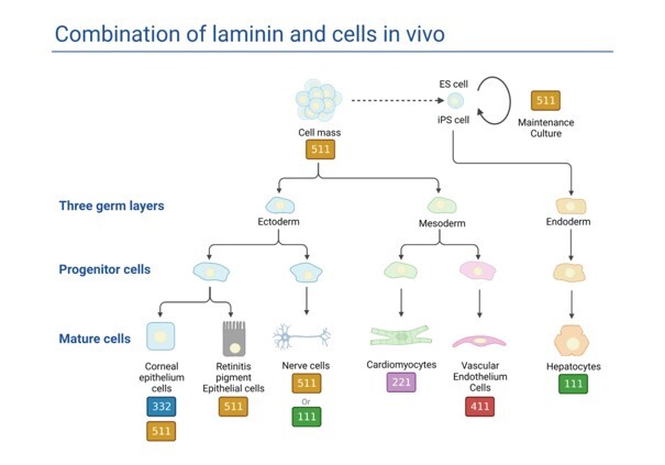 Organoids_Fig2