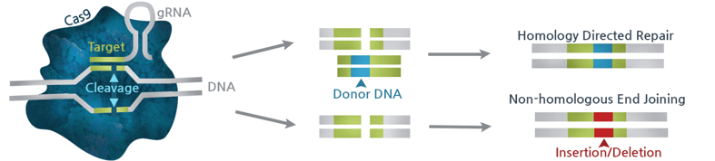 CRISPR_Fig1