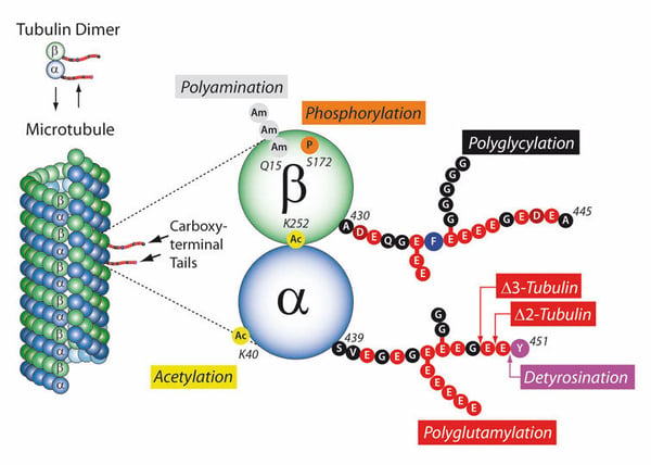 Der Tubulin Code
