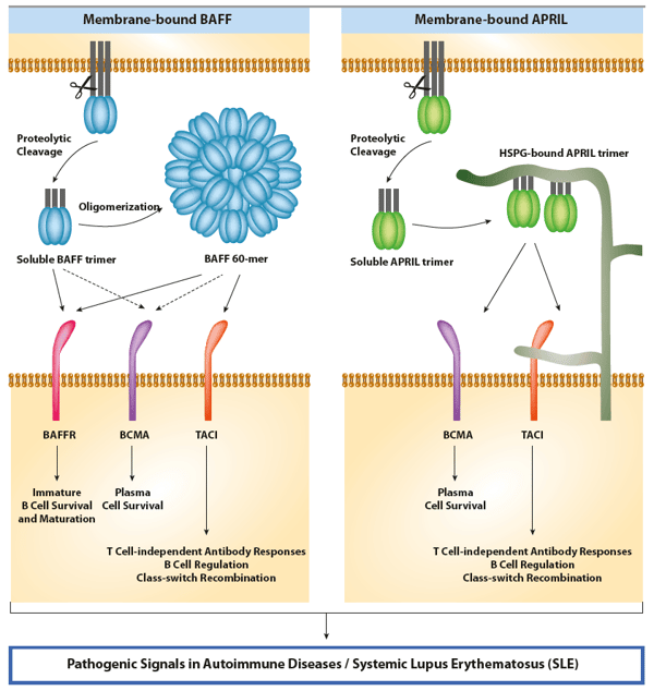 Biomarker für Autoimmunkrankheiten - APRIL & BAFF
