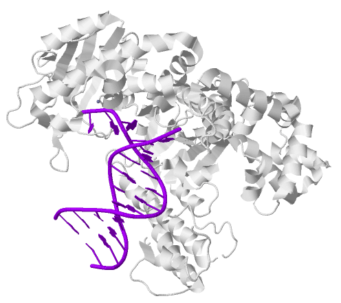Die Entdeckung der DNA Polymerase
