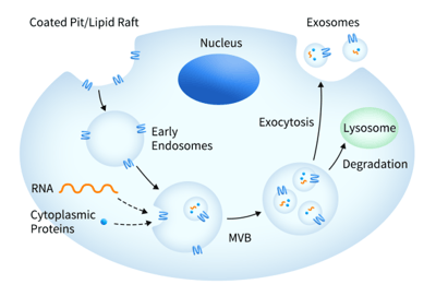 Exosome