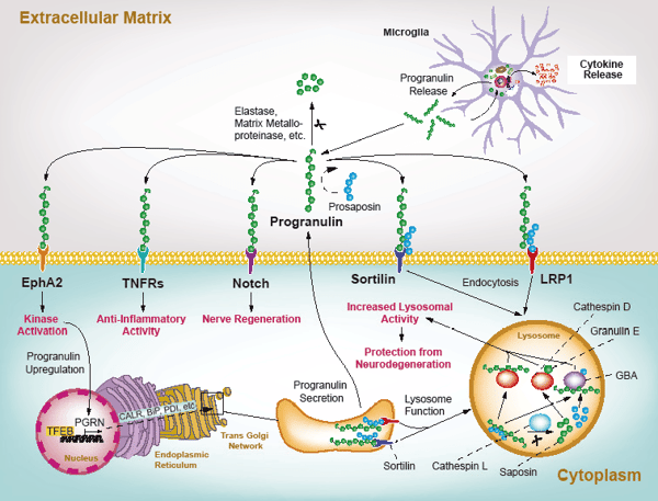 Progranulin – Ein Marker für Neuroinflammation
