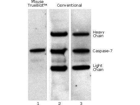 TrueBlot für perfekte Western-Blots nach einer IP