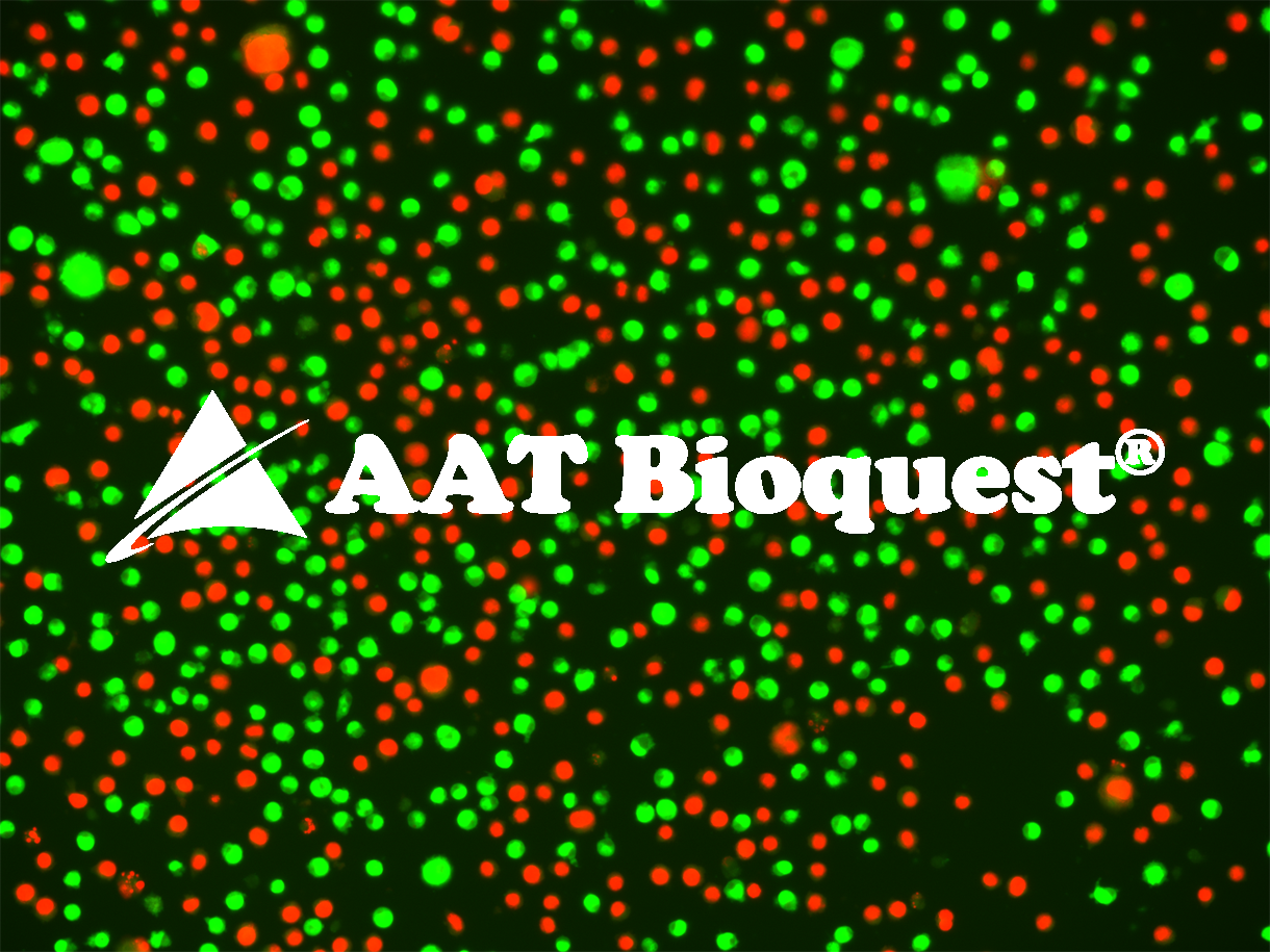 Zelluläre Selbstzerstörung – Apoptose sichtbar machen mit TUNEL-Assays von AAT Bioquest