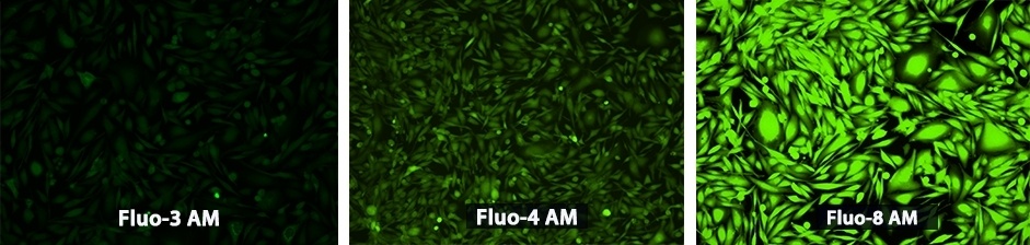 Die 8 besten grün fluoreszierenden Calcium-Indikatoren