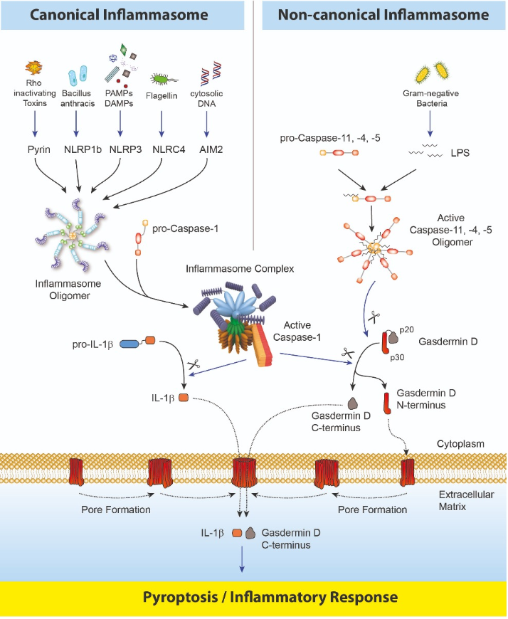 Inflammasome und der Gasdermin D Signalweg
