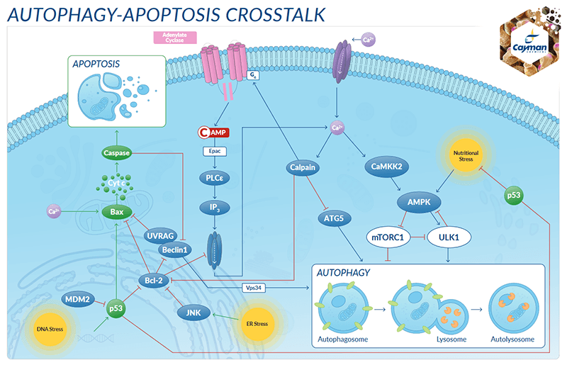 Recycling der Zelle: Autophagozytose und die Ubiquitin-Proteasom-Prozesse