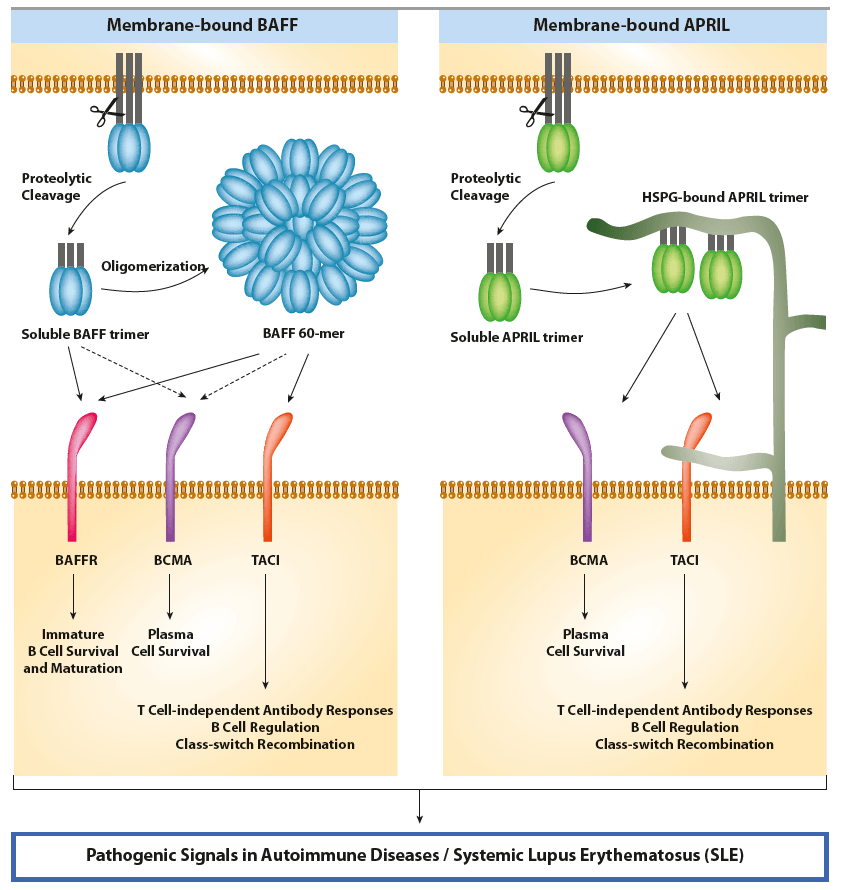 Biomarker für Autoimmunkrankheiten - APRIL & BAFF