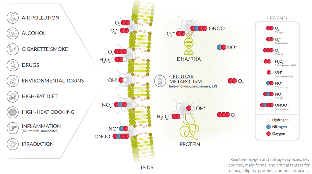 Hilfe bei der Auswahl des richtigen Assays zur Messung von oxidativem Stress