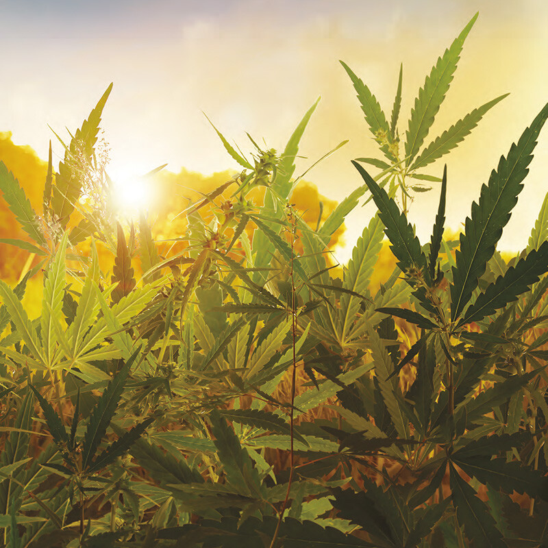 Cannabis: Unser Schlüssel zum Endocannabinoid-System