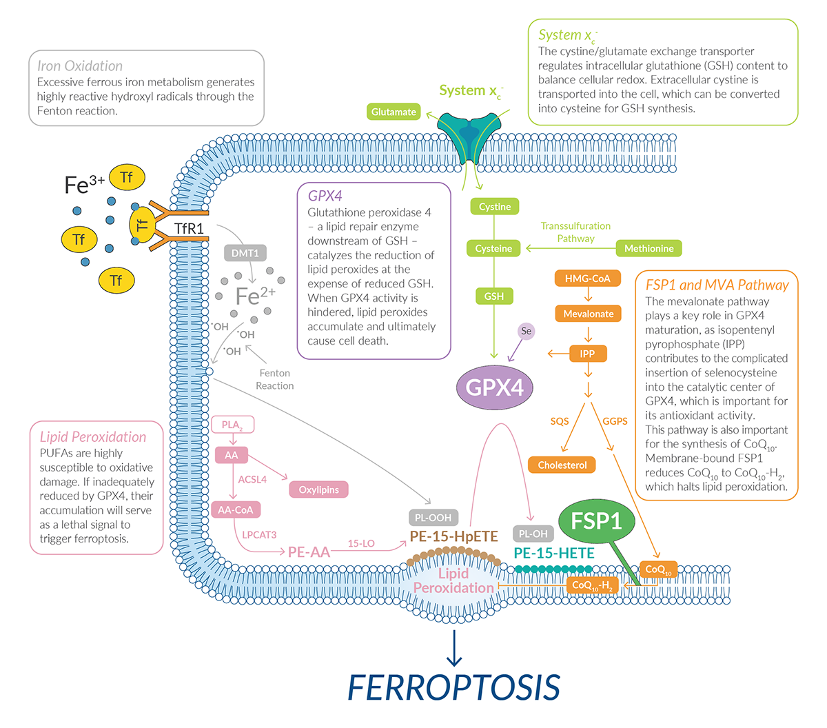 Der Ferroptose-Signalweg: Struktur, Funktion, und Modulation