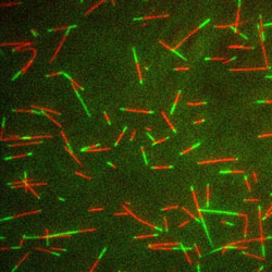 Häufig gestellte Fragen zu Aktin und Tubulin