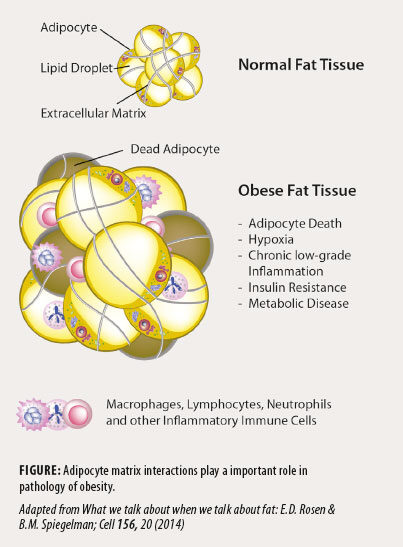 Adipositas und Diabetes