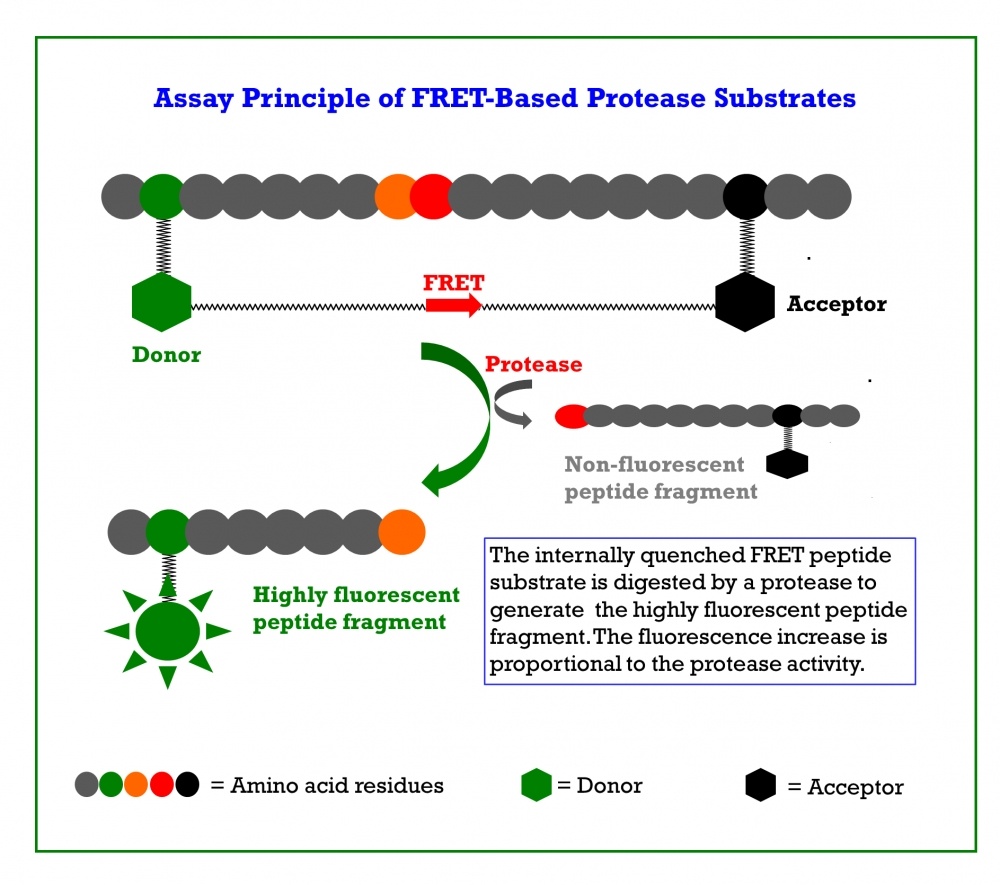 FRET-Substrate für die COVID-19 Impfstoff-Entwicklung
