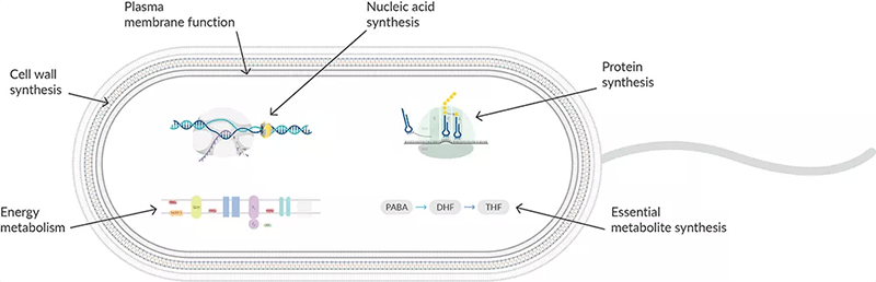Wie beeinflussen Antibiotika den Energiemetabolismus?