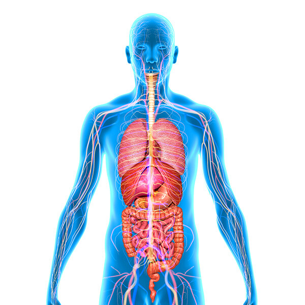 Bioaktive Peptide
