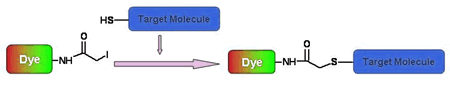 Iodoacetamides-fluorescen