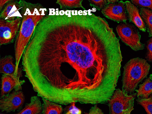Labeling-Kits von AAT Bioquest bringen Farbe ins Labor!