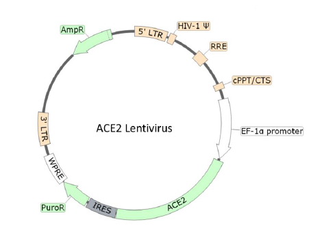 Das Lentivirus - ein vielseitiges Forschungswerkzeug