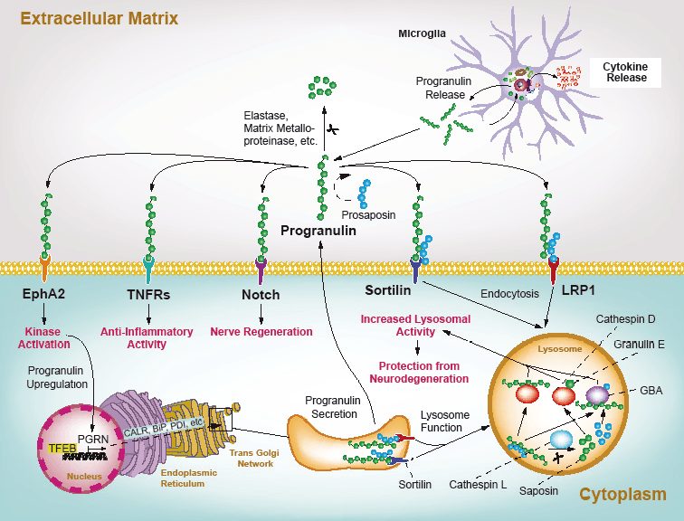 Progranulin – Ein Marker für Neuroinflammation