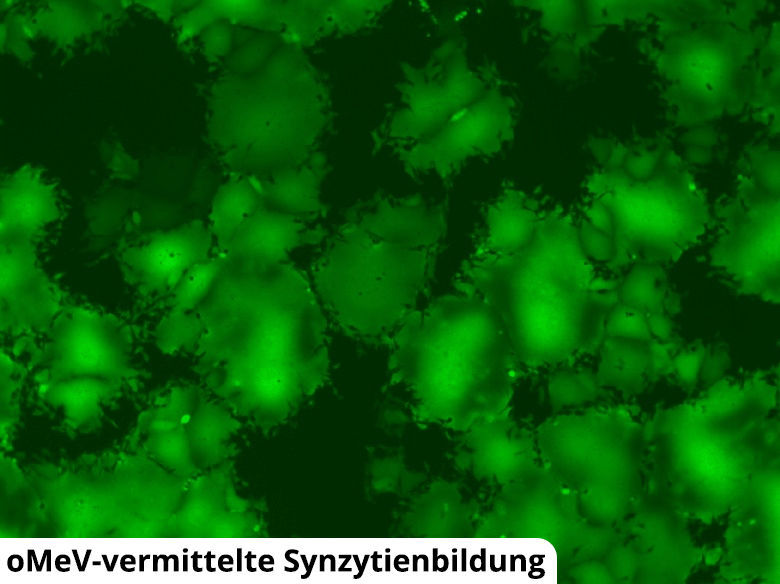 Onkolytische Virotherapie: Mit Viren dem Krebs den Kampf ansagen