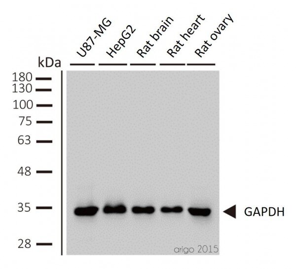 Western Blot Ladekontrollen