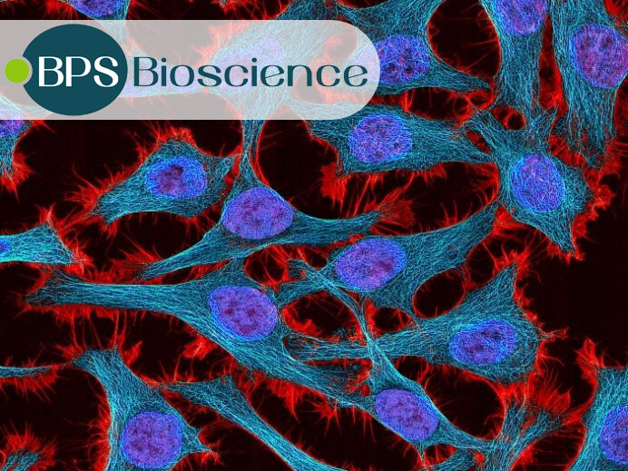 HeLa, CHO, HEK293T, Jurkat und mehr: Zelllinien von BPS Bioscience für Ihre Forschung